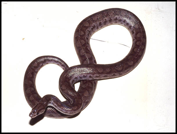 Rainbow Boa ssp.