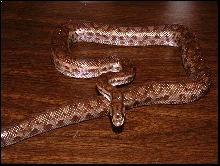 Rainbow boa ssp.
