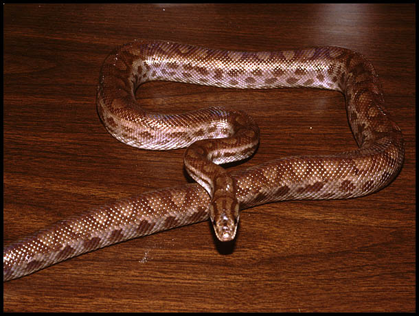Rainbow boa ssp.