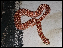 Western Hognosed Snake