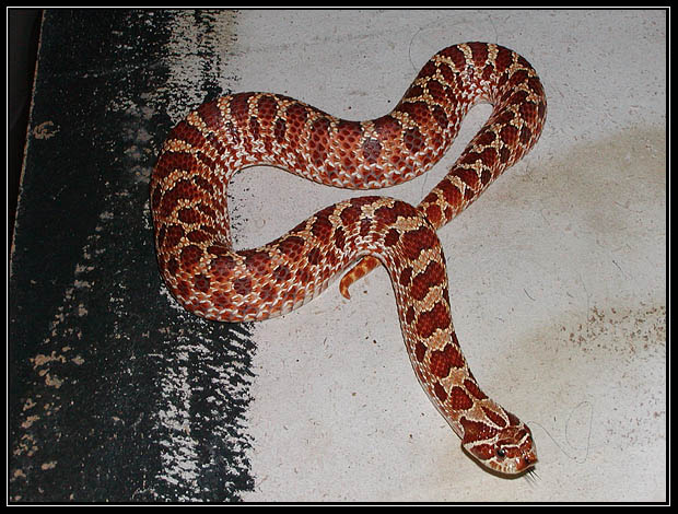 Western Hognosed Snake