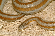 Pioneertown Rosy Boa