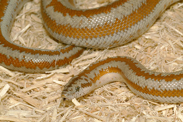 Pioneertown Rosy Boa