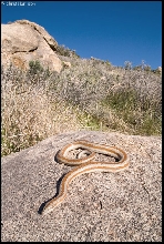 Pioneertown Rosyboa