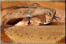 Salmon Boa