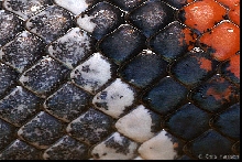 scales 0