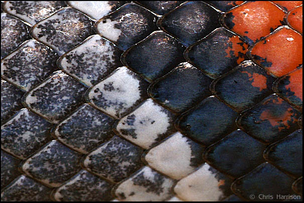 scales 0