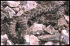 Western Massasauga