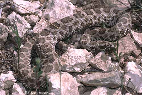 Western Massasauga