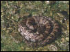 Midland Water Snake