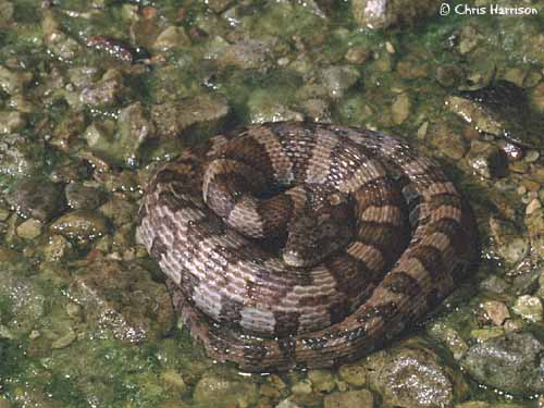 Midland Water Snake
