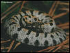 Baby Western Pygmy Rattlesnake