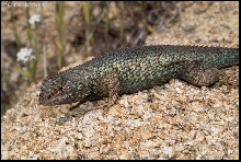 Western Fence Lizard