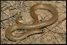Groundsnake