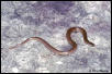 Flathead Snake