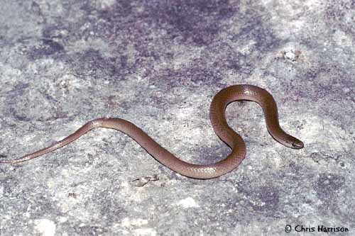 Flathead Snake