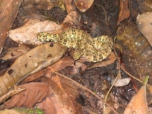 Anyone know what this is?