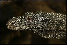 Crocodile Monitor