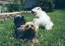 Zeus, Jess, and Sosha