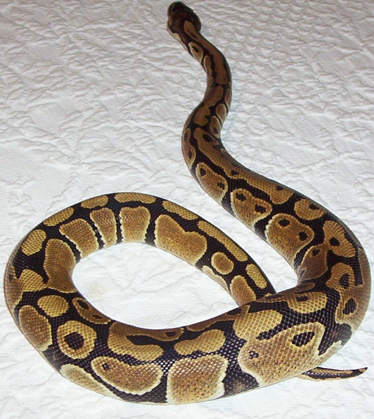 Our George!