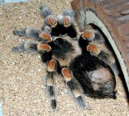 Mexican Red Knee Blad Spot