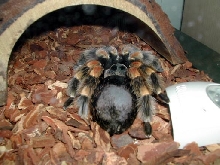 Pre molt color change