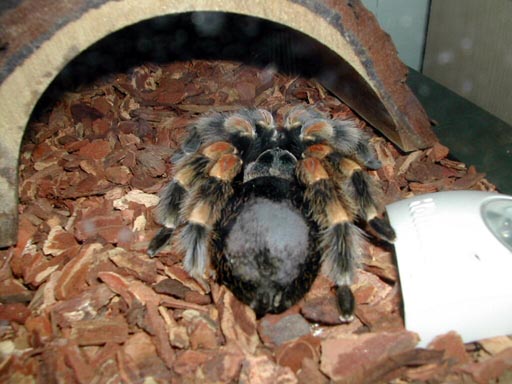 Pre molt color change