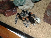Lothar Oct. 2003