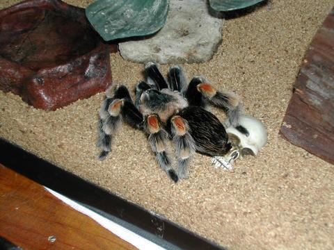 Lothar Oct. 2003