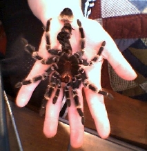 Mexican Red Knee molt