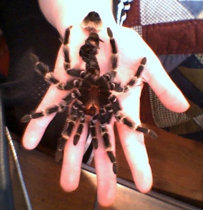 Mexican Red Knee molt