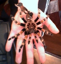 Mexican Red Knee molt
