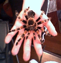 Lothar's molt