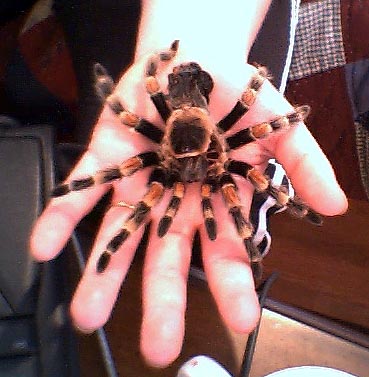 Lothar's molt