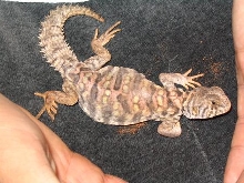 7" Ornate Uro