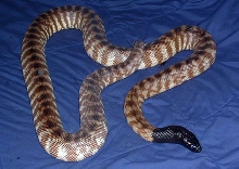 Male Eastern Blackheaded Python "El Guapo"