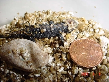 Tribolonotus gracilis