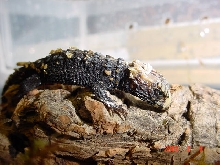 Tribolonotus gracilis