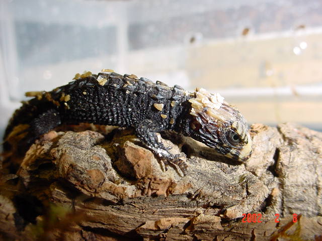 Tribolonotus gracilis