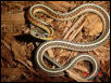 Red sided garter