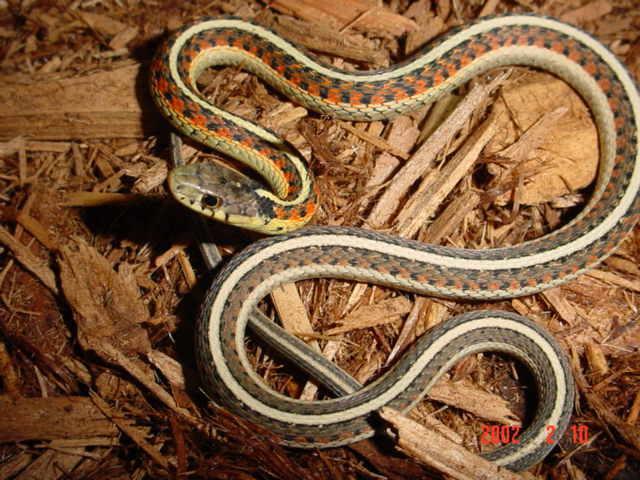 Red sided garter