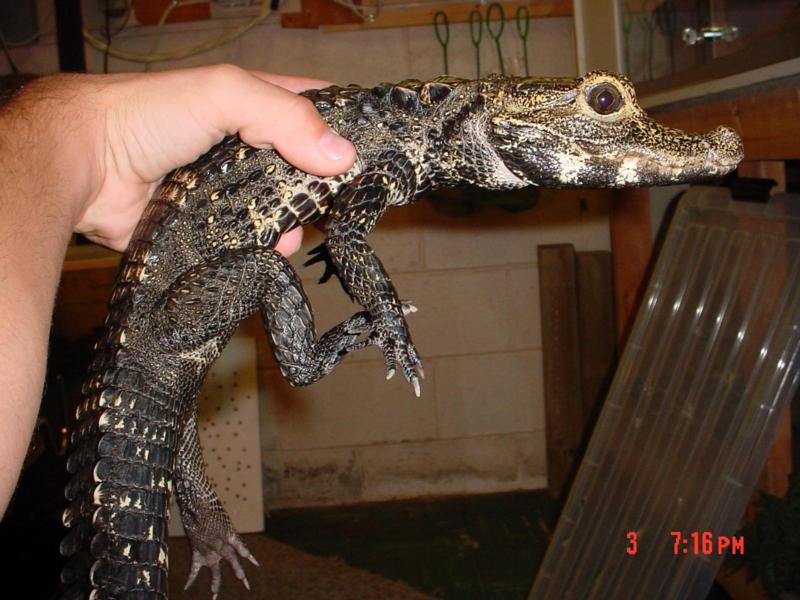 Osteolaemus tetraspis