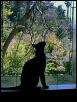 Bengal in the window