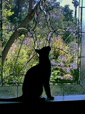 Bengal in the window
