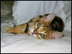 Good morning kitty!