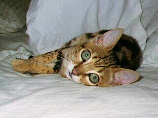 Good morning kitty!