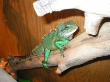 Hubert