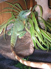 My WD Hubert