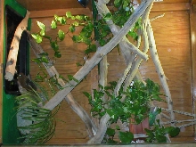 Hubert's Cage