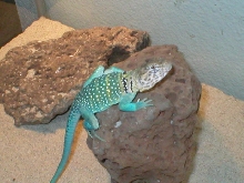 My Male Collared, Hobbs